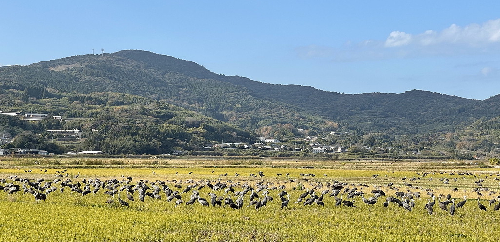 The fields of Arasaki are now world-famous for the winter gathering of cranes © Mark Brazil